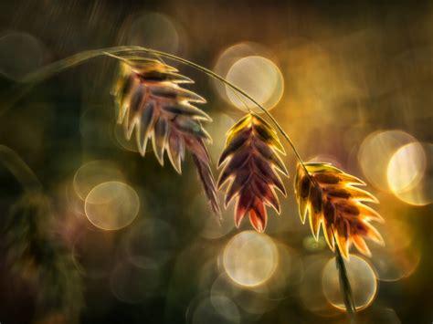 40 Beautiful Examples Of Bokeh Photography The Photo Argus