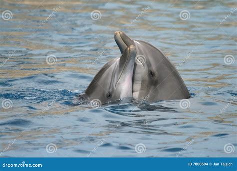 Dolphins Love Stock Images Image 7000604