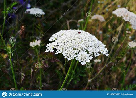 Cow Parsley Or Wild Chervil Umbel Cluster Of Delicate Small White