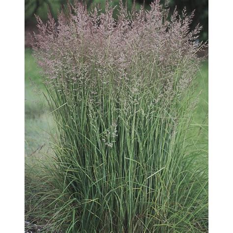 262 Quart Karl Foerster Feather Reed Grass In Pot In The Ornamental