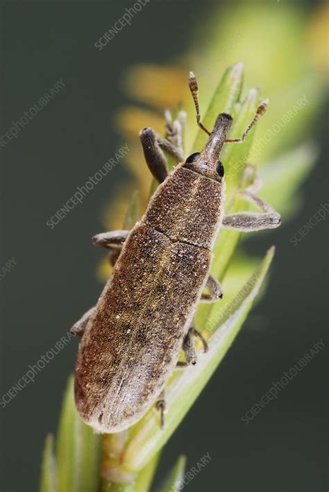 Elongated Bean Weevil Stock Image C0149761 Science Photo Library