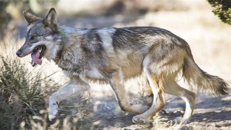 Mexican Gray Wolves Ranchers Want Fewer Environmentalists Want More