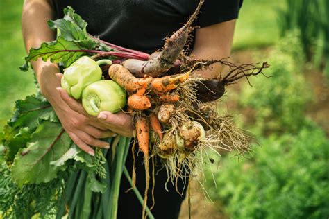 Harvesting Your Vegetables Grangettos Farm And Garden Supply