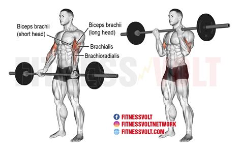 Barbell Curl How To Benefits Muscles Worked And Variations