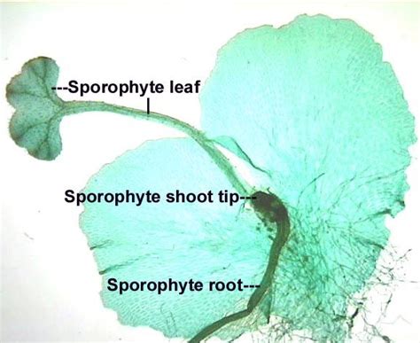 Fern Gametophyte Wyoung Sproophyte Biology Lessons Science Biology Biology
