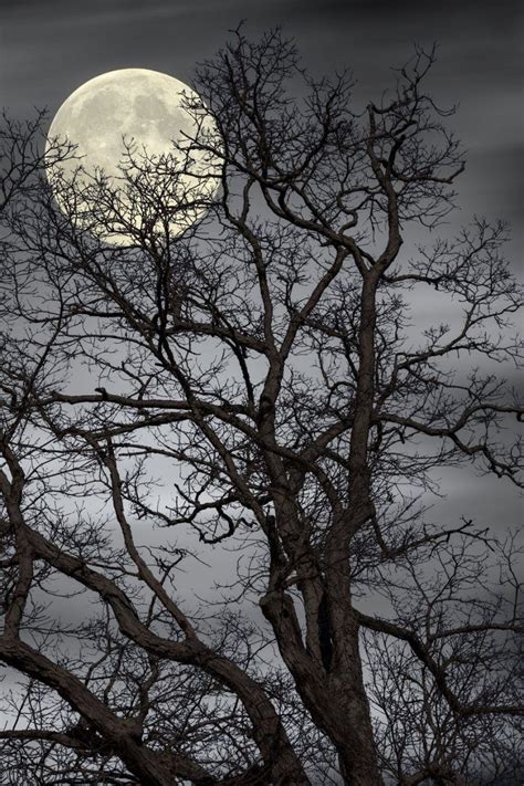 Moon In Tree Branches Moonipulations Moon Photography Beautiful