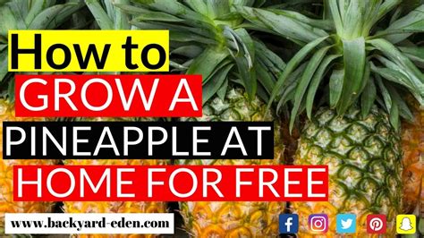 Pineapple Growing Tutorial How To Grow A Pineapple At Home For Free