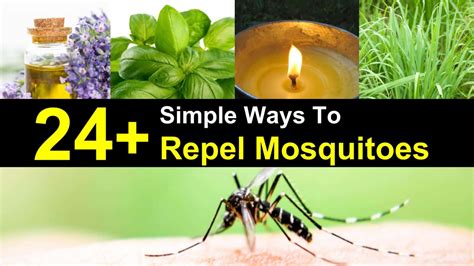 Natural Mosquito Repellents Ecogreenlove