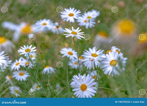Wild Daisy Flowers Growing On Meadow Stock Image Image Of Yellow