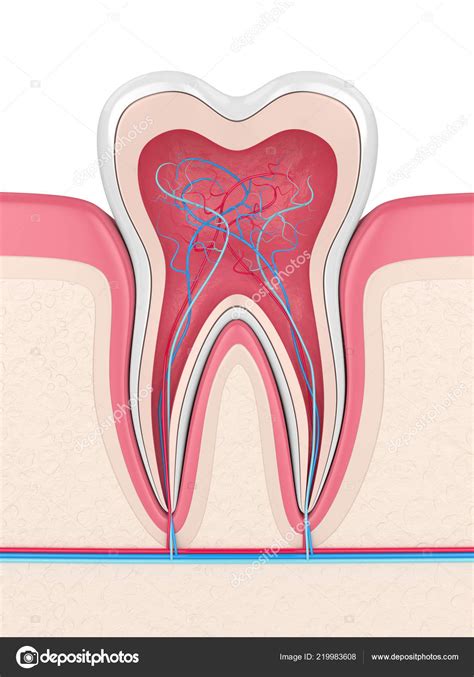 3d Render Of Tooth In Gums With Nerves And Blood Vessels — Stock Photo