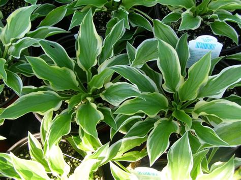 Parks Brothers Farm Wholesale Plants So Sweet Hostas