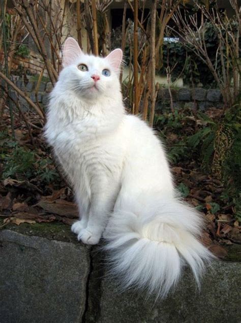 Her Tail Has Only 4 In World Pretty Cats Angora Cats Kittens And
