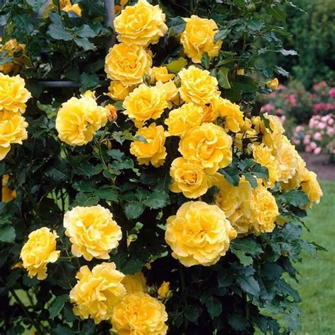 We show you the climbers with the most beautiful flowers, edible and the fastest climbing plants. Untitled | Climbing roses, Yellow climbing rose, Rose seeds
