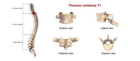 Atypical Thoracic Vertebrae T11 Vertebrae Spine And B
