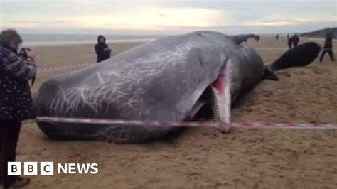 Sperm Whales Beached In Skegness Following Hunstanton Death Bbc News