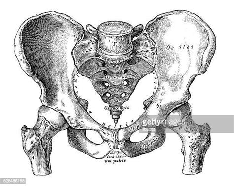 Human Hip Anatomy Photos And Premium High Res Pictures Getty Images