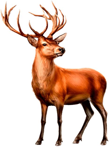Paint Shop Deer Clip Art Animaux Mule Deer Illustrations Deer