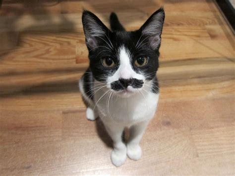 Lately Ive Been Seeing Cats With Fancy Mustaches On Here But What