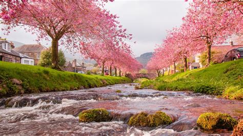 Download hd wallpapers for free on unsplash. village bridge river flow sakura-Scenery High Quality ...