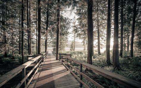 Hintergrundbilder 2560x1600 Px Brücke Wald Landschaft Natur Pfad