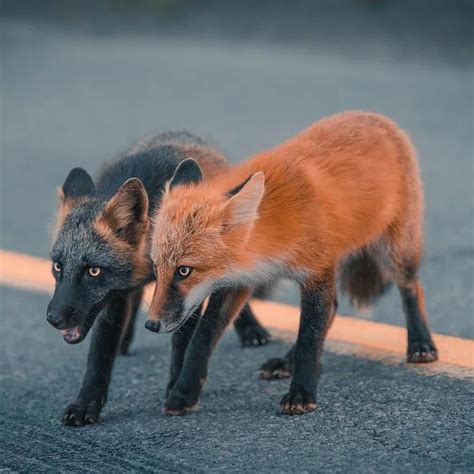 Photographer Captured Stunning Photos Of Cross Fox Pet Fox Cute