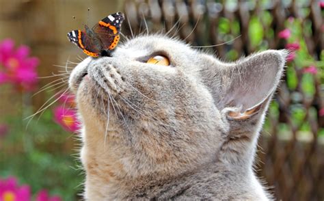 Cat Looking At The Butterfly Falling On The Mouth Stock Photo Free Download