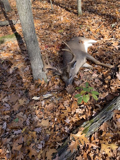 2018 Deer Kill Pics Page 4 Arkansas Hunting Your