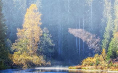 Free Images Tree Nature Wilderness Mountain Fog Mist Sunlight