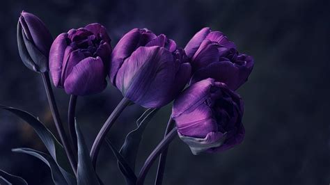 Details Of Purple Tulip Flower Tulip Tulips Particular Special Beautyfu