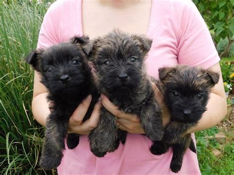 Cairn Terrier Puppies For Sale New Jersey 17 Nj 218944