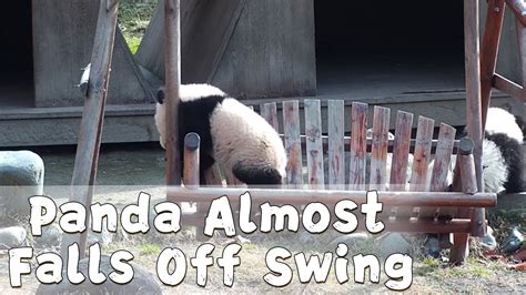 Panda Almost Falls Off Swing Ipanda Youtube