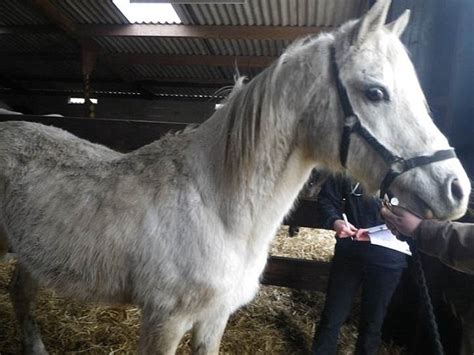 Rspca Shoots 11 Healthy Horses And Continued To Claim Vet