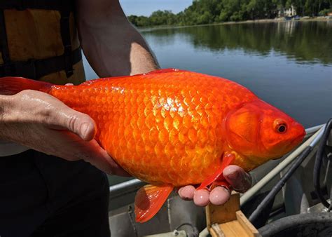 Why Some Freakishly Large Goldfish Are Showing Up In Lakes And Rivers
