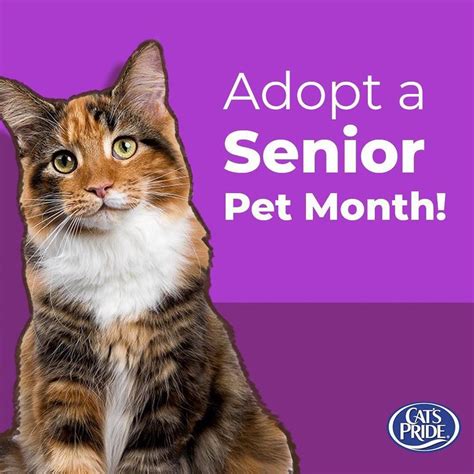 November Is Adopt A Senior Pet Month If You Cant Rescue There Are