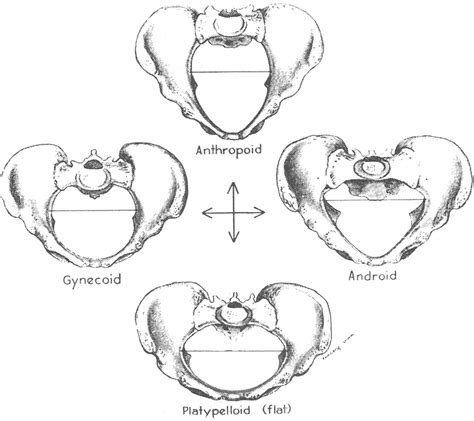 Difference Between Male And Female Pelvis Ppt Slidesharedocs