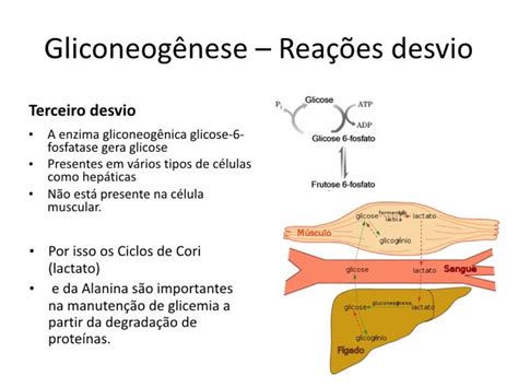 Lipogênese E Glicogênese São Processos Bioquímicos Intensos No Jejum Prolongado.