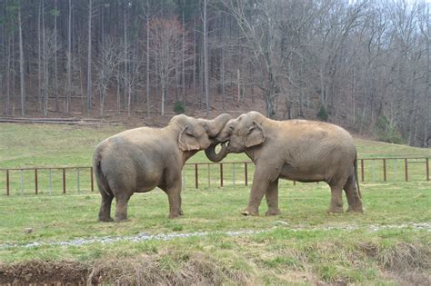 Elephant Sanctuary Reviews And Ratings Hohenwald Tn