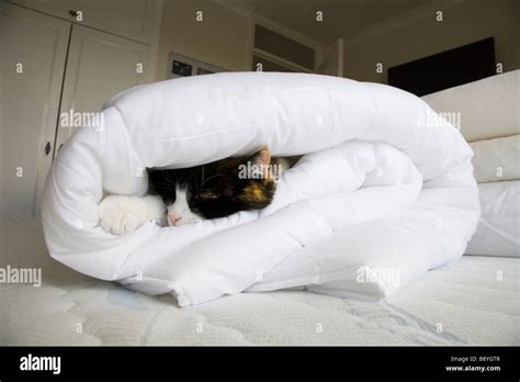 A Domestic Cat Sleeping In A Rolled Up Duvet On A Bed In The Bedroom
