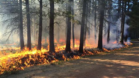 What Is Prescribed Fire Forest Restoration In Central Oregon