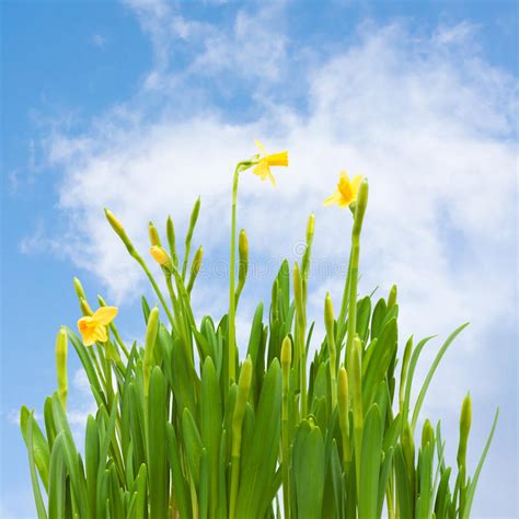 Spring Blossom Daffodil Flowers Buds Blue Sky Stock Photo Image Of