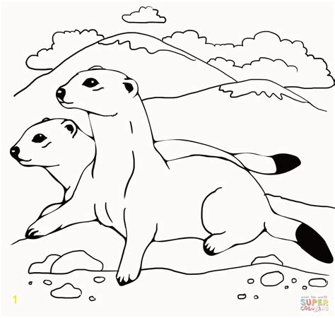 Weasel Coloring Pages Divyajanan