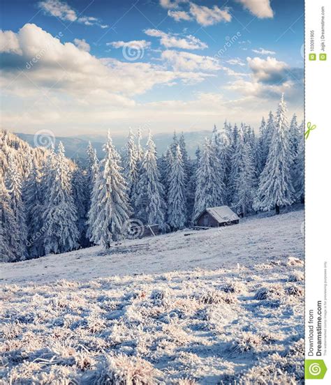 Sunny Winter Morning In Carpathian Mountains With Snow Covered F Stock