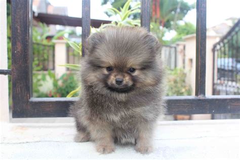 75 000 based on the factors we mentioned above. LovelyPuppy: Wolf/Sable Color Pomeranian Puppy