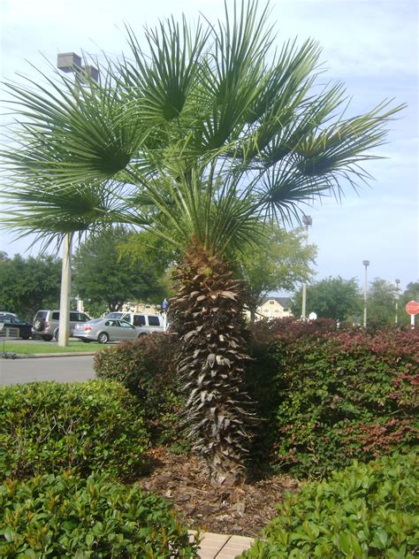 Buy European Fan Palms In Miami Ft Lauderdale Kendall