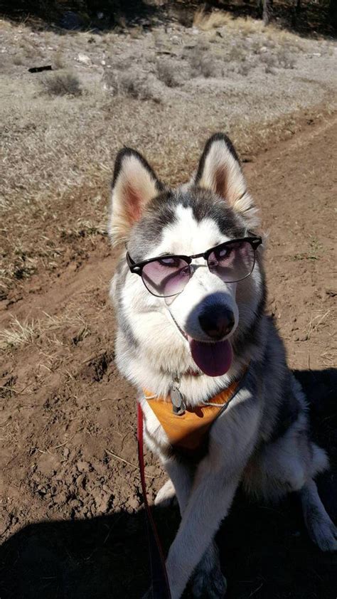 16 Funny Husky Pictures That Will Make You Smile The Dogman