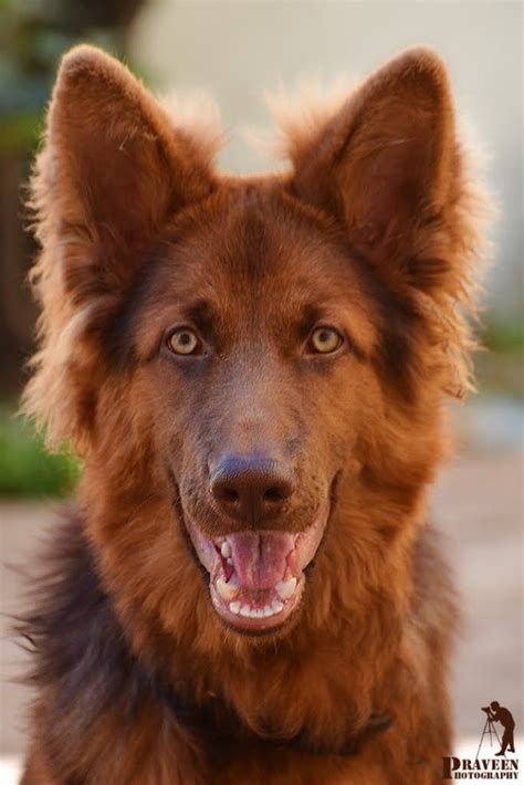 Image Result For Liver Colored German Shepherd Germanshepherd Dogs