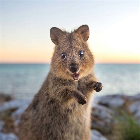 19 Reasons Why Quokkas Are The Very Best Antidote To Mondayitis Happy