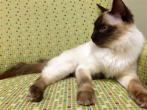 Balinese Cat Breed Information And Personality Hypoallergenic Cats