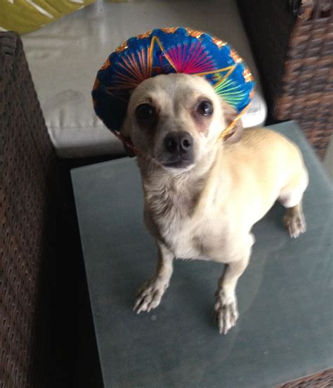 List 99 Pictures How Do You Spell Chiwawa The Mexican Dog Completed