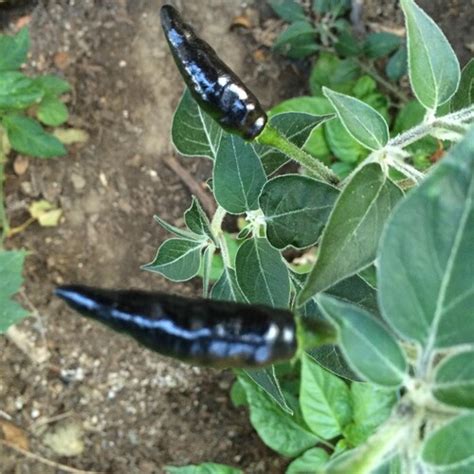 Black Cobra Pepper Seeds Tyler Farms